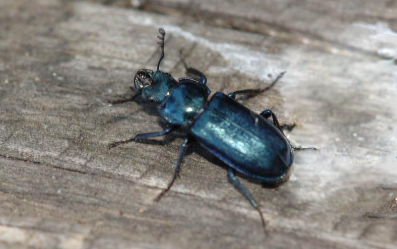 Platycerus-caprea.jpg