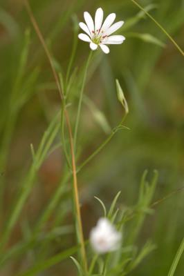 Stellaria-palustris.jpg