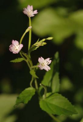 Epilobium-montanum.jpg