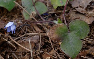 Hepatica-nobilis.jpg