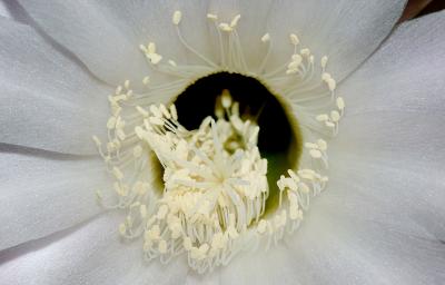 Echinopsis1.jpg