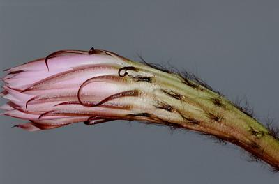 Echinopsis2.jpg