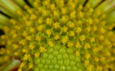 Chrysanthemum2.jpg