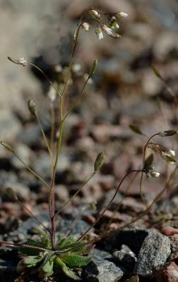 Erophila-verna.jpg