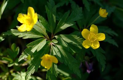 u26/holopain/medium/43407217.Anemoneranunculoides.jpg