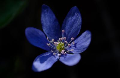 Hepatica-nobilis2.jpg