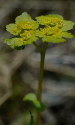 u26/holopain/medium/43659491.Chrysospleniumalternifolium.jpg