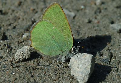 Callophrys-rubi2.jpg