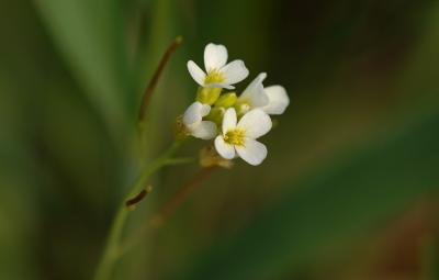 Arabidopsis-thaliana .jpg