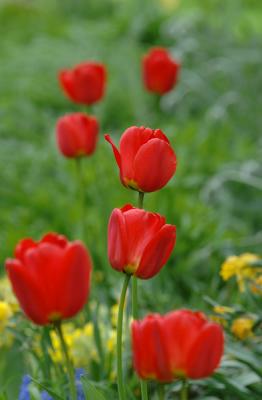 Tulipa_Apeldoorn.jpg