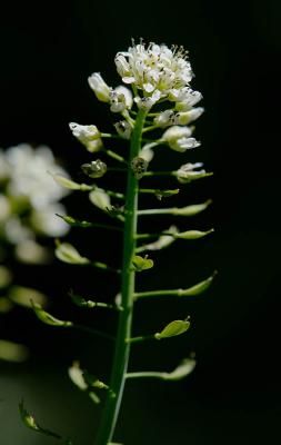 Thlaspi-caerulescens.jpg