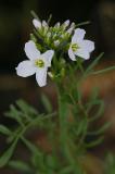 Cardamine-pratensis.jpg