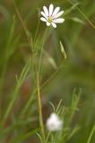 Stellaria-palustris.jpg