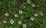 Cornus-suecica.jpg