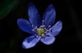 Hepatica-nobilis2.jpg