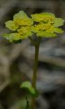 Chrysosplenium-alternifolium.jpg