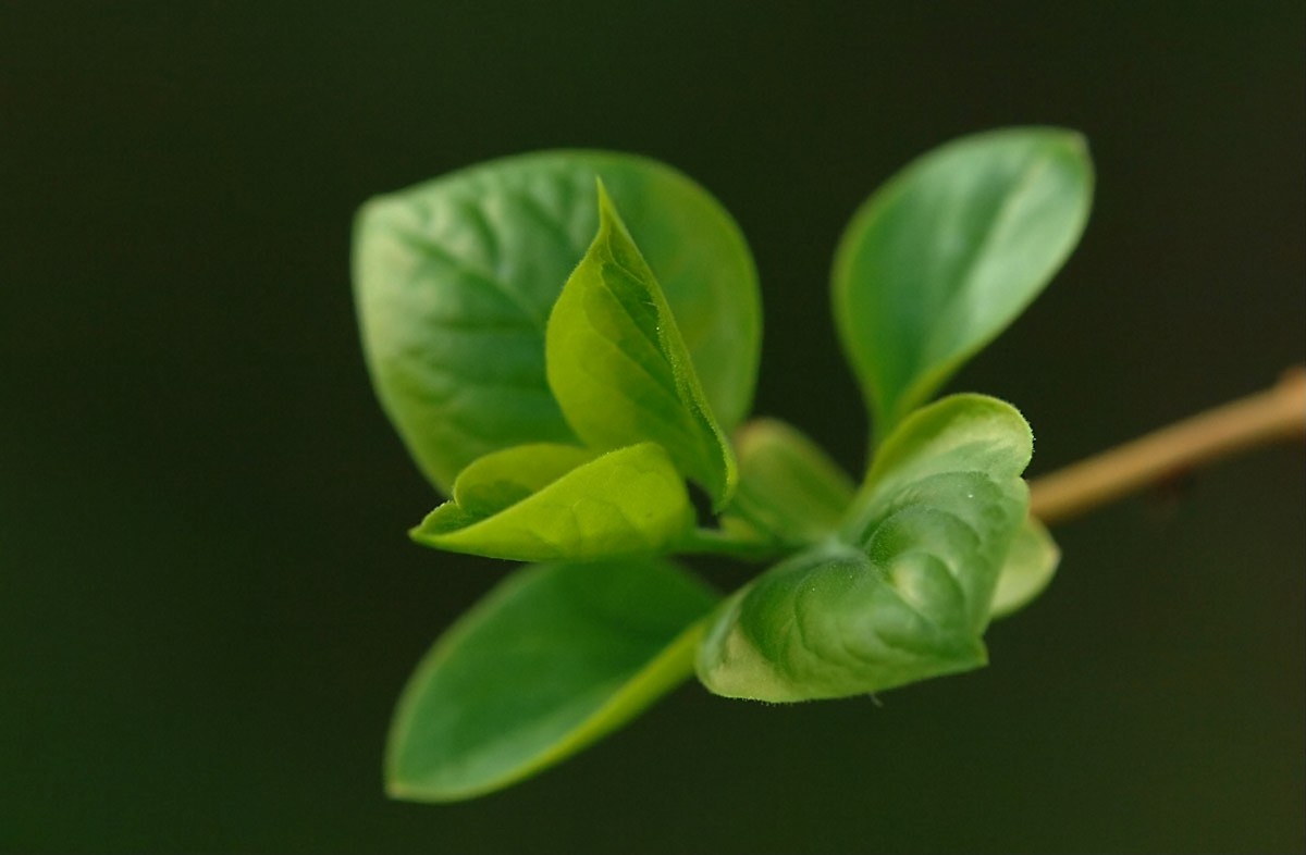 Syringa-vulgaris.jpg