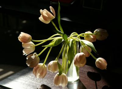 tulips.jpg