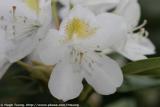 IMG_9078a.jpg