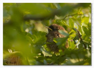 Young Wren in Hawthorne hedge