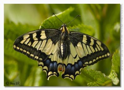 Papilio machaon