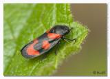 Cercopis vulnerata