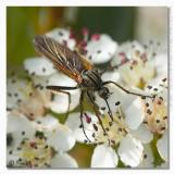 Empis tessellata