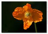 D60_050515_zondag_112558_4064.jpg