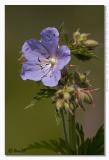 Geranium pratense