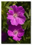 Geranium sanguineum