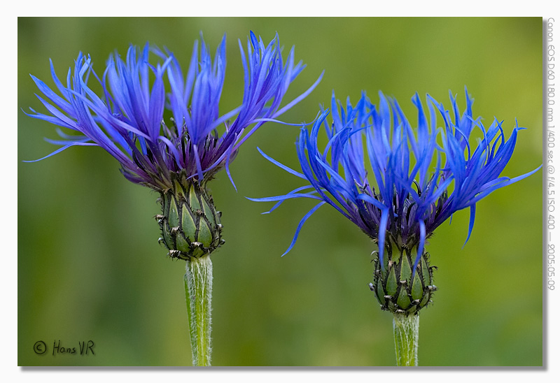 Centaurea montana