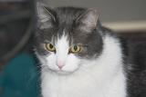 Other Cat (with 1.4x TC)