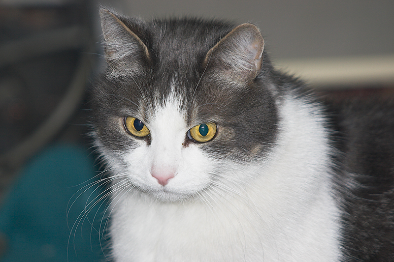 Other Cat (with 1.4x TC)