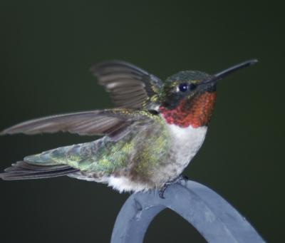 Perched Hummingbirds
