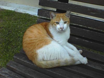 market stray cat
