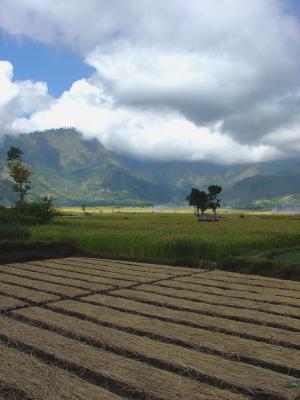 Sembalun - paddy fields