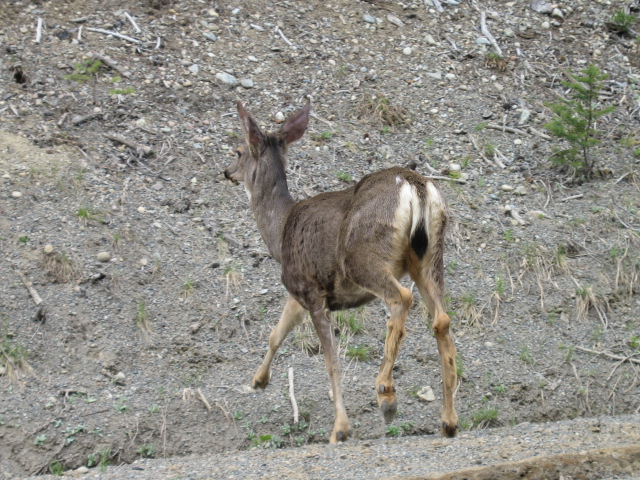 Manning Park Deer.JPG