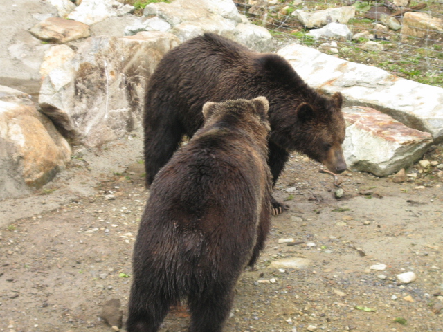 Bears.JPG