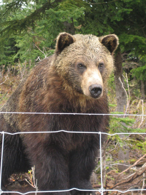 Bears 3.JPG