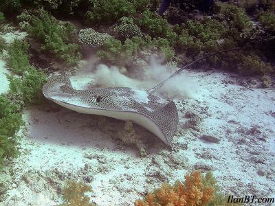 Black Spotted Stingray