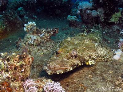 Crocodile fish