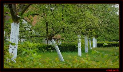 fruitbomen