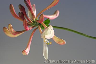 Honeysuckle Flower