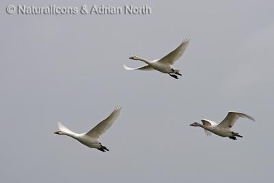 Bewick Swans Formation