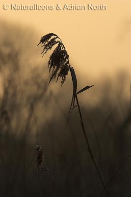 Grasses at Dusk