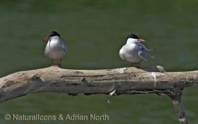 u26/indaba/medium/43402882.15052005_135015__CommonTern_002.jpg