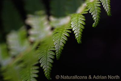 Fern Leaf Detail Mk 2