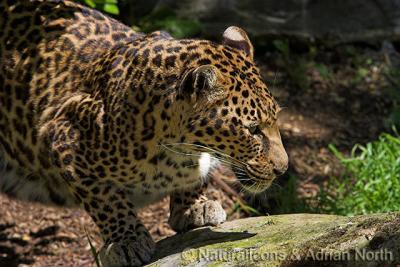 African Leopard on the Prowl