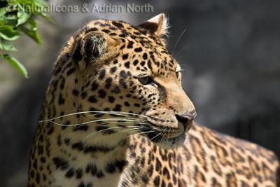 African Leopard Watching