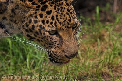 African Leopard Stalking